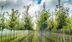 Plant nursery, Horticulturists image